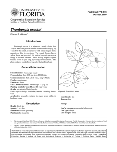 Thunbergia erecta Introduction October, 1999 Fact Sheet FPS-578
