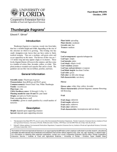 Thunbergia fragrans Introduction October, 1999 Fact Sheet FPS-579