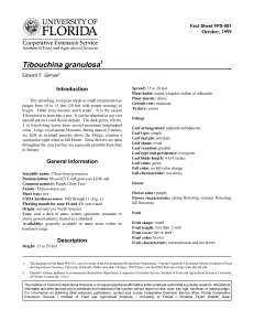Tibouchina granulosa Introduction October, 1999 Fact Sheet FPS-581