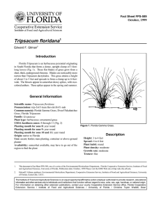 Tripsacum floridana Introduction October, 1999 Fact Sheet FPS-589