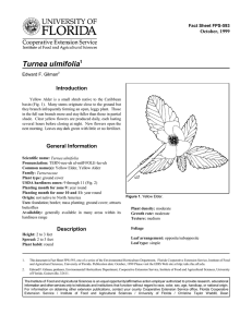 Turnea ulmifolia Introduction October, 1999 Fact Sheet FPS-593