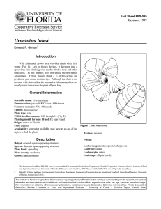 Urechites lutea Introduction October, 1999 Fact Sheet FPS-595