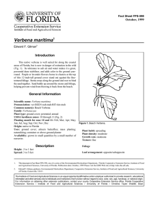 Verbena maritima Introduction October, 1999 Fact Sheet FPS-598