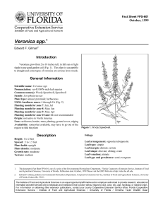 Veronica spp. Introduction October, 1999 Fact Sheet FPS-601