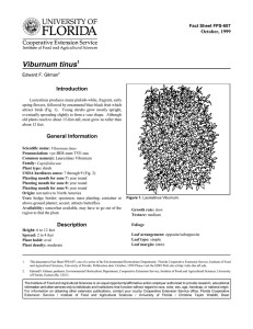 Viburnum tinus Introduction October, 1999 Fact Sheet FPS-607