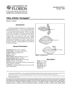 Vitex trifolia ‘Variegata’ Introduction October, 1999 Fact Sheet FPS-611