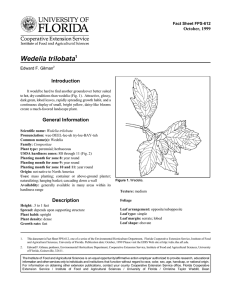 Wedelia trilobata Introduction October, 1999 Fact Sheet FPS-612