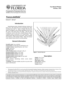 Yucca aloifolia Introduction October, 1999 Fact Sheet FPS-614