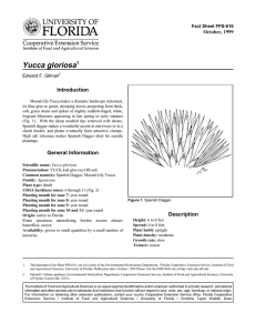 Yucca gloriosa Introduction October, 1999 Fact Sheet FPS-616