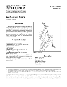 Zanthoxylum fagara Introduction October, 1999 Fact Sheet FPS-619