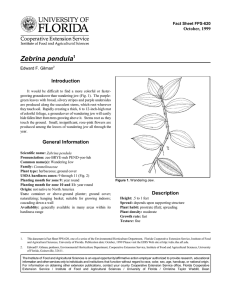 Zebrina pendula Introduction October, 1999 Fact Sheet FPS-620