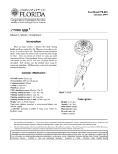 Zinnia spp. Introduction October, 1999 Fact Sheet FPS-623