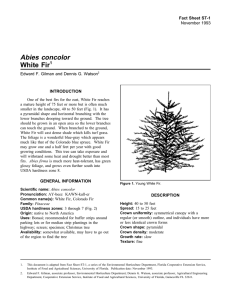 Abies concolor White Fir Fact Sheet ST-1 1
