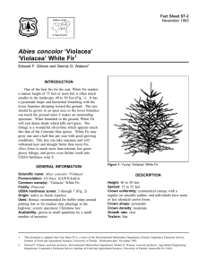 Abies concolor ‘Violacea’ ‘Violacea’ White Fir Fact Sheet ST-2 1