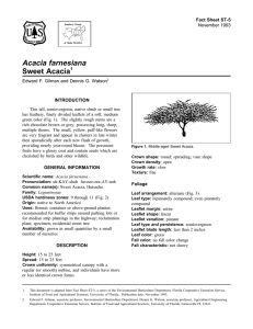 Acacia farnesiana Sweet Acacia Fact Sheet ST-5 1