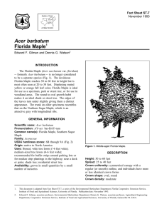 Acer barbatum Florida Maple Fact Sheet ST-7 1