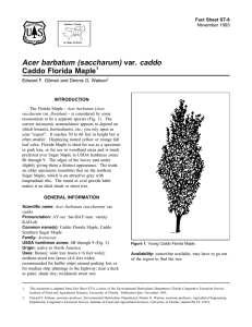 Acer barbatum (saccharum) var. caddo Caddo Florida Maple Fact Sheet ST-8 1