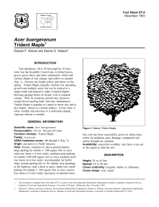 Acer buergeranum Trident Maple Fact Sheet ST-9 1