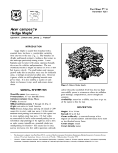 Acer campestre Hedge Maple Fact Sheet ST-10 1