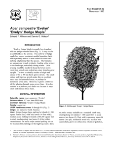 Acer campestre ‘Evelyn’ ‘Evelyn’ Hedge Maple Fact Sheet ST-12 1