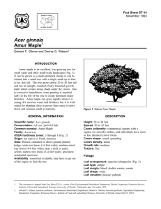 Acer ginnala Amur Maple Fact Sheet ST-14 1