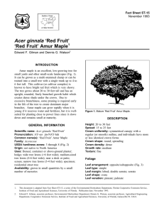 Acer ginnala ‘Red Fruit’ ‘Red Fruit’ Amur Maple Fact Sheet ST-15 1