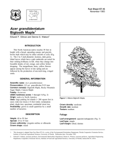 Acer grandidentatum Bigtooth Maple Fact Sheet ST-16 1