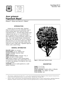 Acer griseum Paperbark Maple Fact Sheet ST-17 1