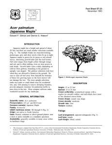 Acer palmatum Japanese Maple Fact Sheet ST-23 1