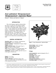 Acer palmatum ‘Atropurpureum’ ‘Atropurpureum’ Japanese Maple Fact Sheet ST-24 1