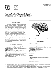 Acer palmatum ‘Burgundy Lace’ ‘Burgundy Lace’ Japanese Maple Fact Sheet ST-25 1