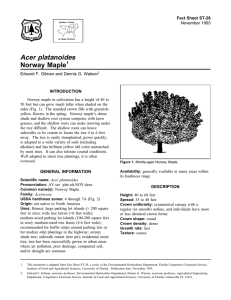 Acer platanoides Norway Maple Fact Sheet ST-28 1