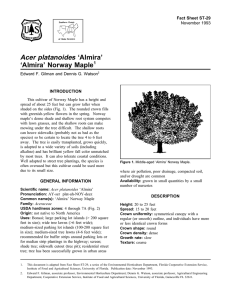 Acer platanoides ‘Almira’ ‘Almira’ Norway Maple Fact Sheet ST-29 1
