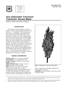 Acer platanoides ‘Columnare’ ‘Columnare’ Norway Maple Fact Sheet ST-31 1