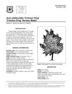 Acer platanoides ‘Crimson King’ ‘Crimson King’ Norway Maple Fact Sheet ST-32 1