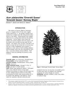 Acer platanoides ‘Emerald Queen’ ‘Emerald Queen’ Norway Maple Fact Sheet ST-33 1