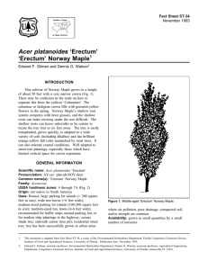 Acer platanoides ‘Erectum’ ‘Erectum’ Norway Maple Fact Sheet ST-34 1