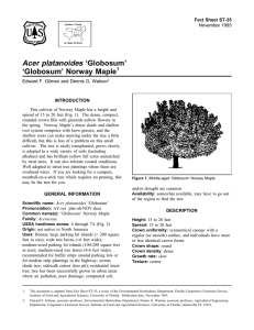 Acer platanoides ‘Globosum’ ‘Globosum’ Norway Maple Fact Sheet ST-35 1