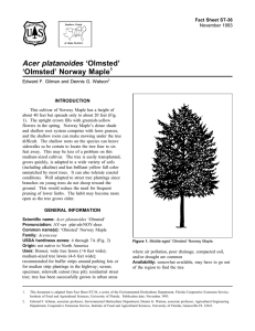 Acer platanoides ‘Olmsted’ ‘Olmsted’ Norway Maple Fact Sheet ST-36 1