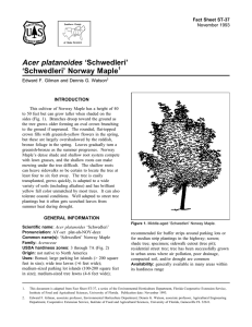 Acer platanoides ‘Schwedleri’ ‘Schwedleri’ Norway Maple Fact Sheet ST-37 1