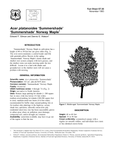 Acer platanoides ‘Summershade’ ‘Summershade’ Norway Maple Fact Sheet ST-38 1