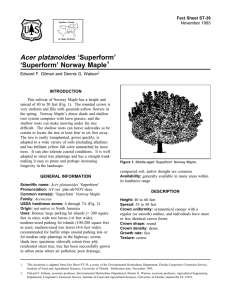 Acer platanoides ‘Superform’ ‘Superform’ Norway Maple Fact Sheet ST-39 1