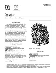 Acer rubrum Red Maple Fact Sheet ST-41 1