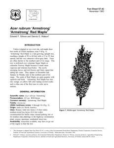 Acer rubrum ‘Armstrong’ ‘Armstrong’ Red Maple Fact Sheet ST-42 1