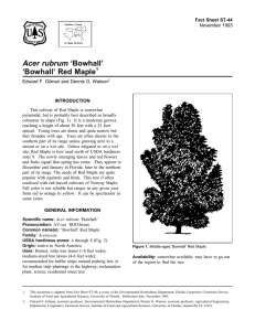Acer rubrum ‘Bowhall’ ‘Bowhall’ Red Maple Fact Sheet ST-44 1