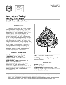 Acer rubrum ‘Gerling’ ‘Gerling’ Red Maple Fact Sheet ST-45 1