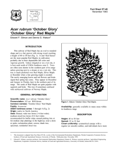 Acer rubrum ‘October Glory’ ‘October Glory’ Red Maple Fact Sheet ST-46 1