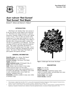 Acer rubrum ‘Red Sunset’ ‘Red Sunset’ Red Maple Fact Sheet ST-47 1