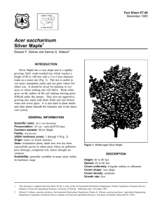 Acer saccharinum Silver Maple Fact Sheet ST-48 1