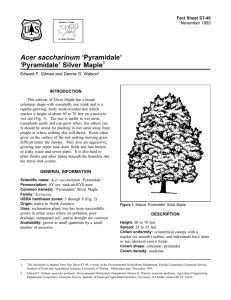 Acer saccharinum ‘Pyramidale’ ‘Pyramidale’ Silver Maple Fact Sheet ST-49 1